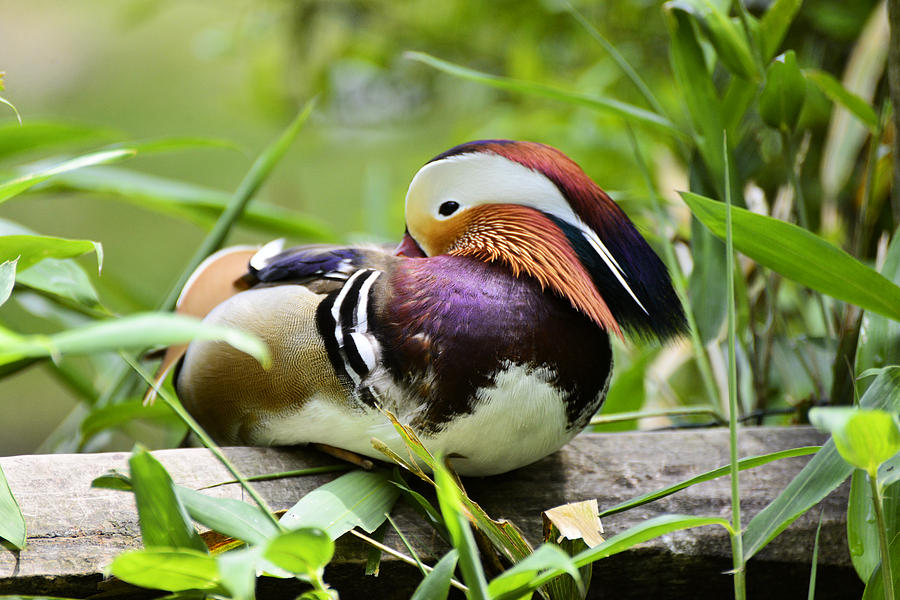 Mandarin Duck Photograph by Bill Hosford