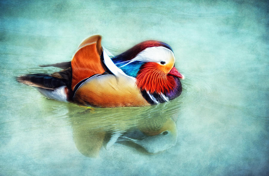 Mandarin Duck Photograph