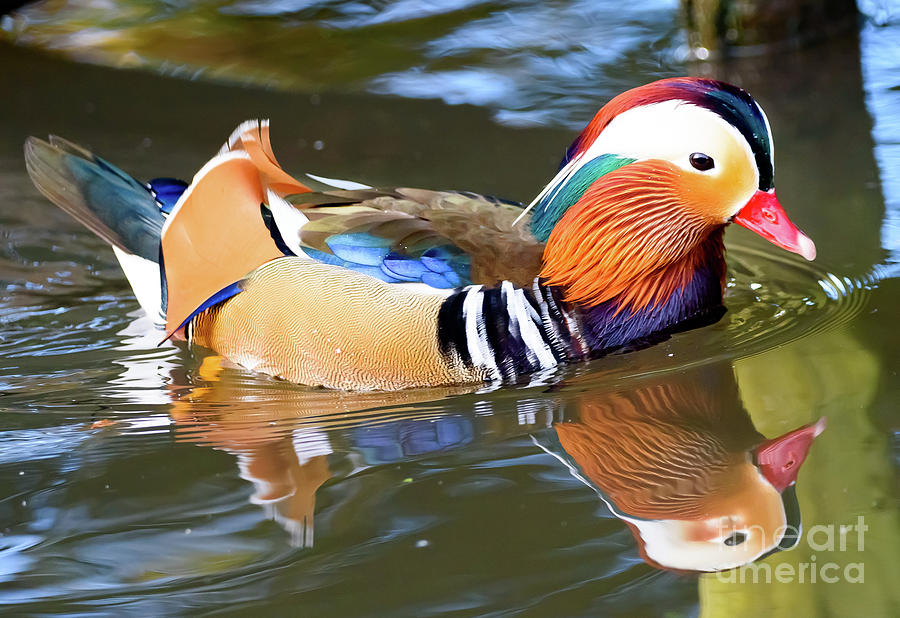Mandarin Duck Photograph by Colin Rayner
