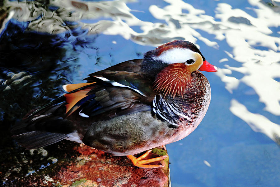 Mandarin Duck Photograph by Debbie Oppermann