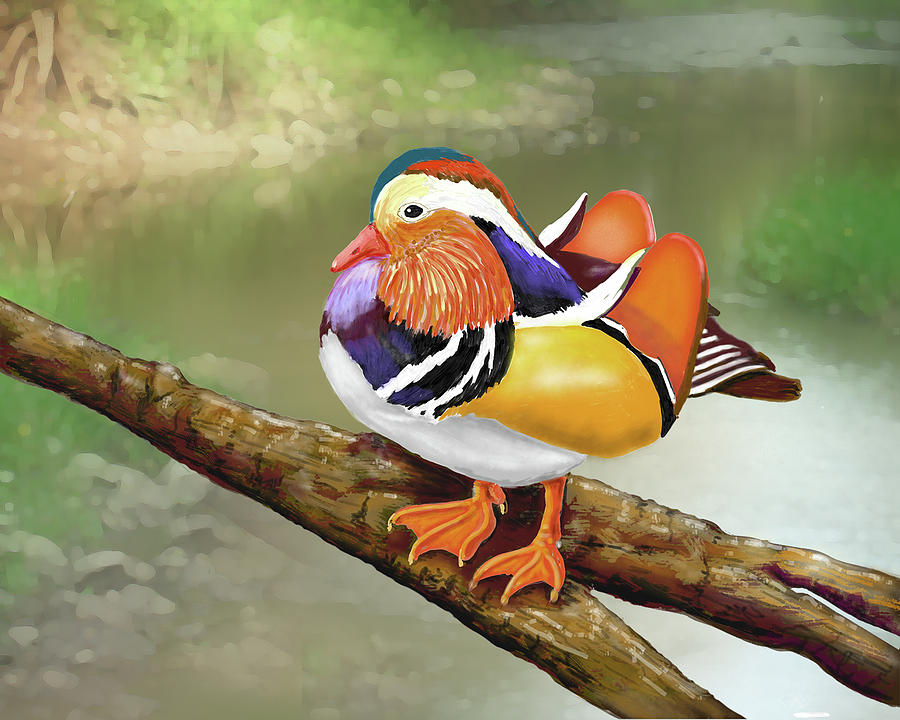 Mandarin Duck Digital Art by Dorothy Riley