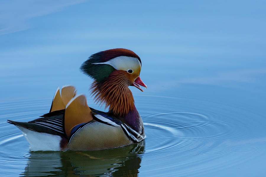 Majestic Mandarin Duck Photograph by Douglas Killourie