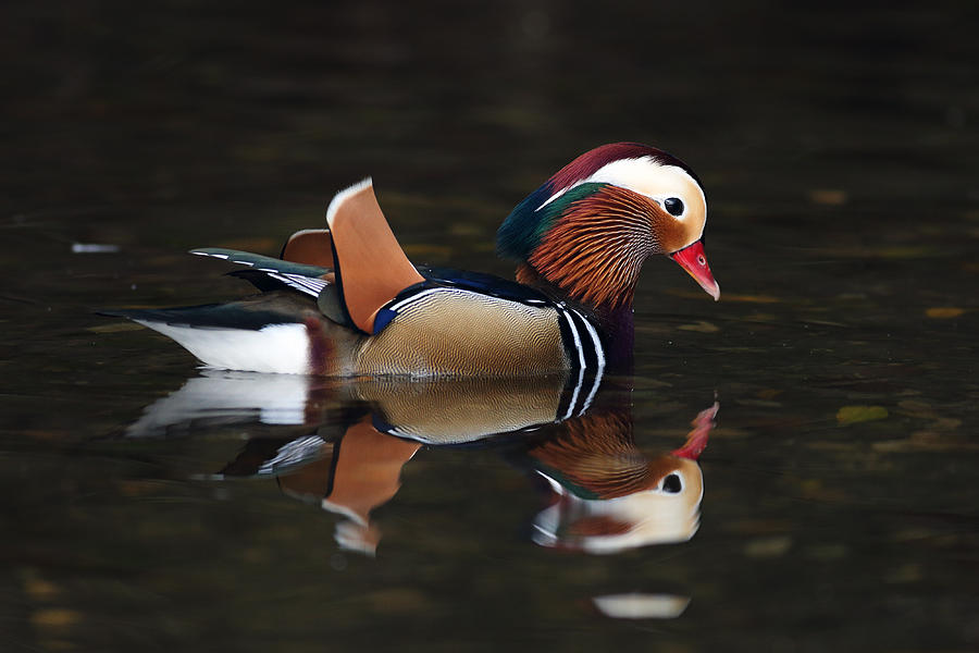 Bird Photograph - Mandarin Duck by Grant Glendinning