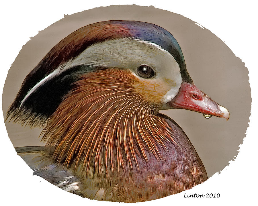 Mandarin Duck  Digital Art by Larry Linton