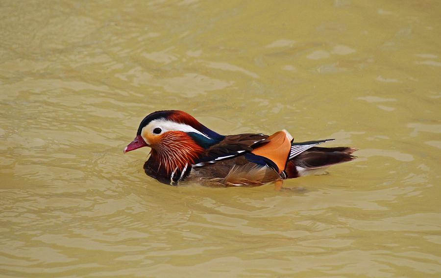 Mandarin Duck Photograph by Michiale Schneider