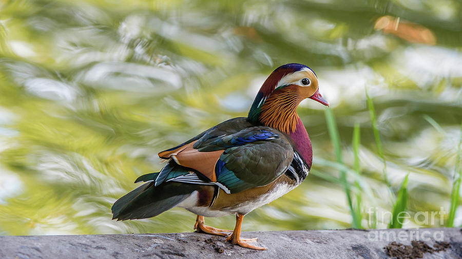 Mandarin Duck on the pipe Photograph by Torbjorn Swenelius