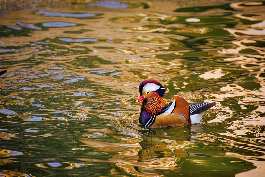 Mandarin Duck On Water Photograph by Lucinda Walter