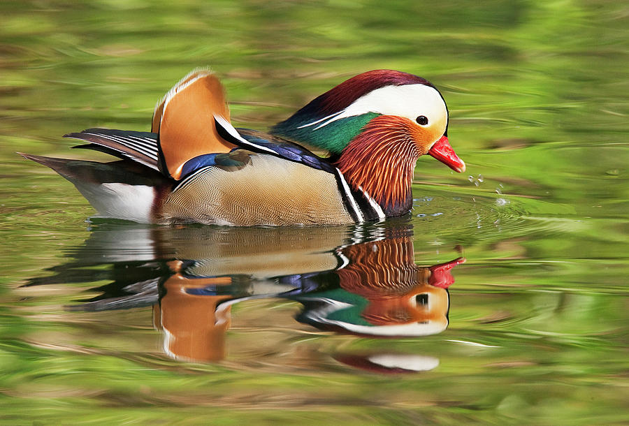 Mandarin Duck Photograph by Ram Vasudev
