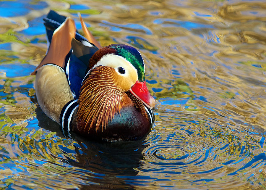Mandarin Duck Swirls Photograph by Stephen Johnson