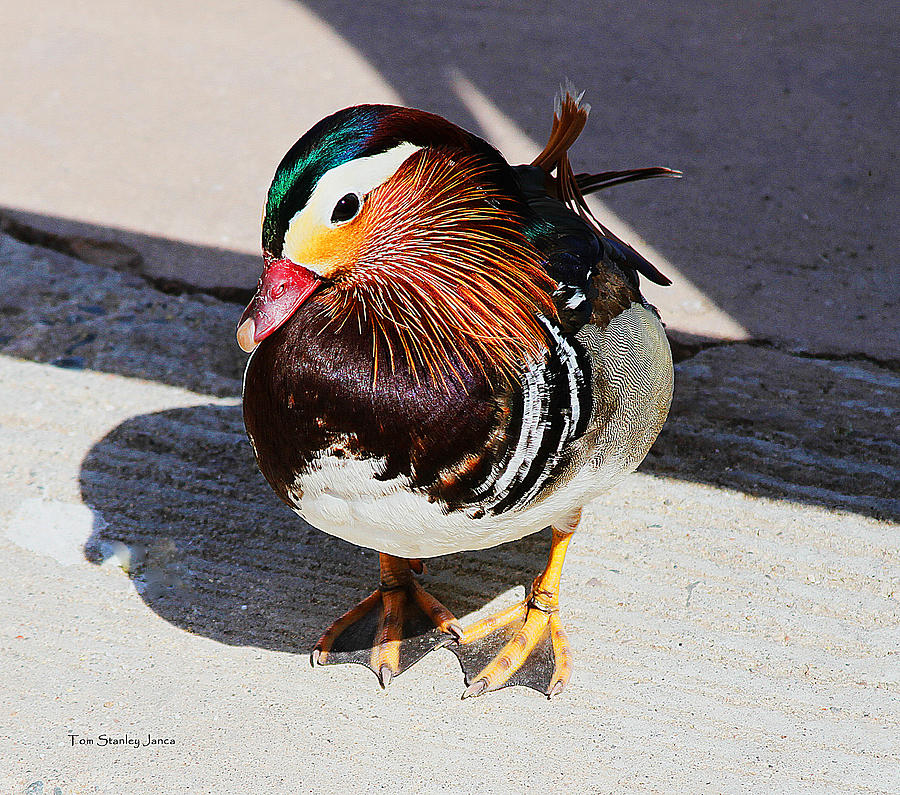 Mandarin Duck Photograph by Tom Janca