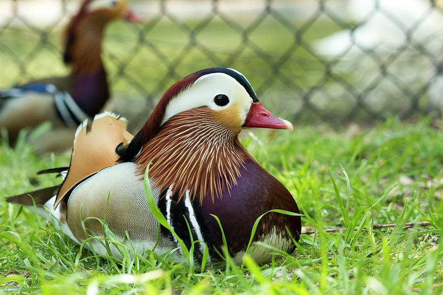 Mandarin Duck Photograph by Travis Rogers