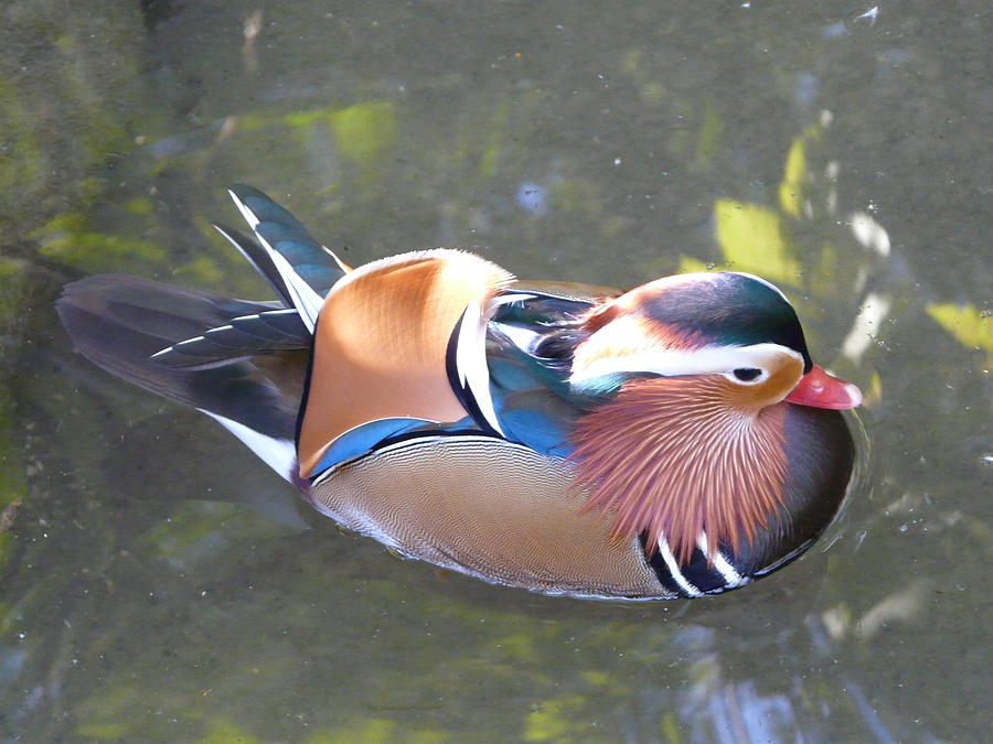 Mandarin Duck Photograph by Valerie Ornstein