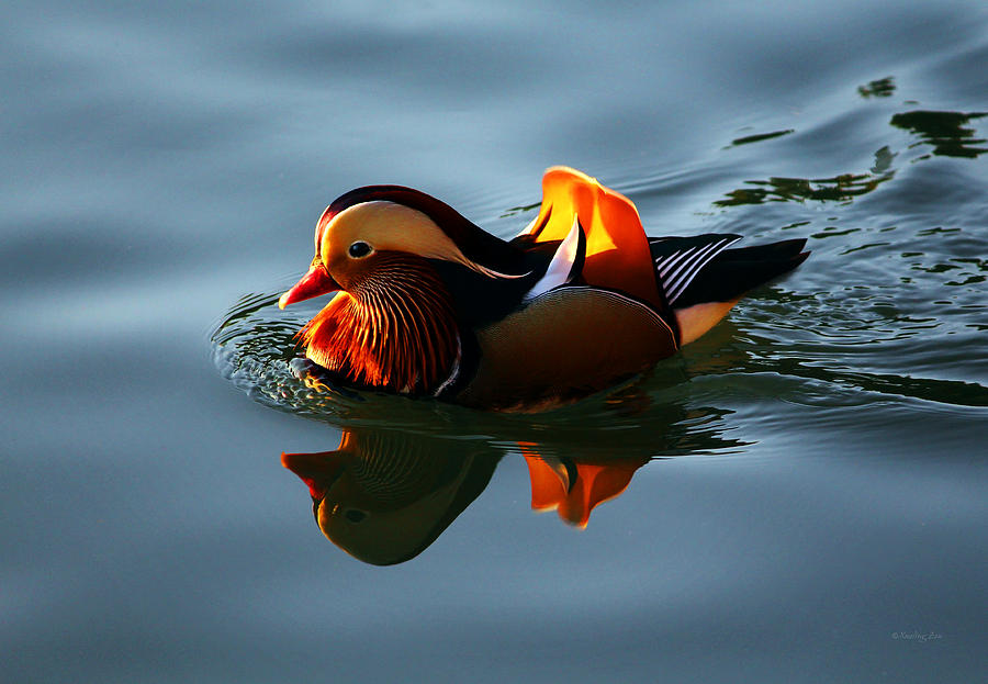 Mandarin Duck Photograph by Xueling Zou