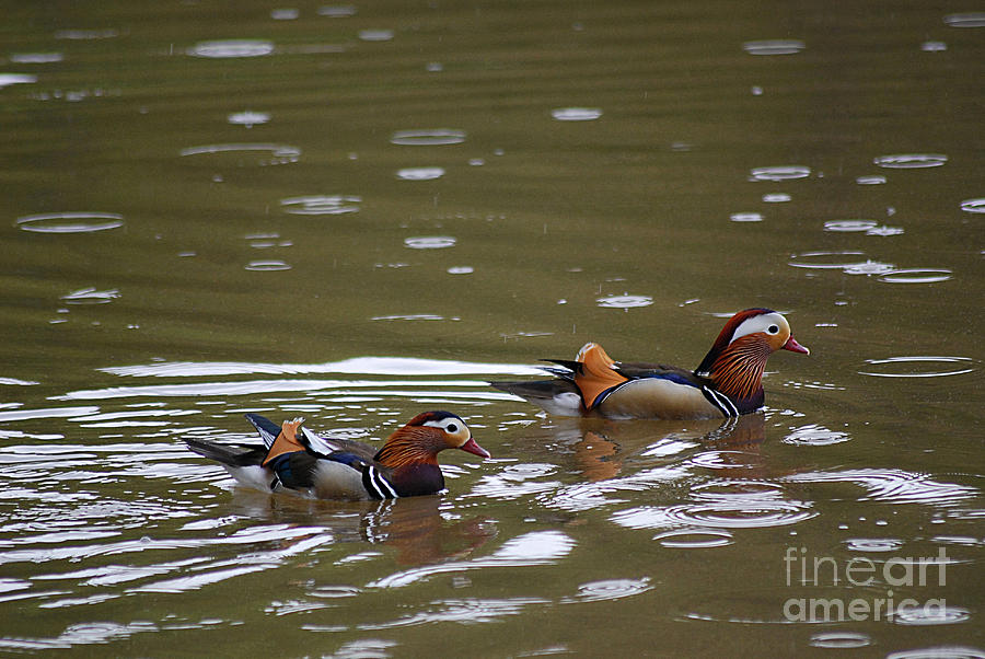 Mandarin Ducks 20130507_96 Photograph by Tina Hopkins