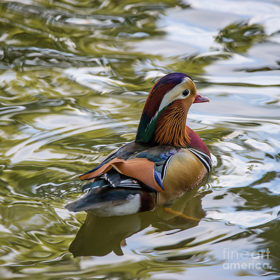 Mandarin Ducks back Photograph by Torbjorn Swenelius