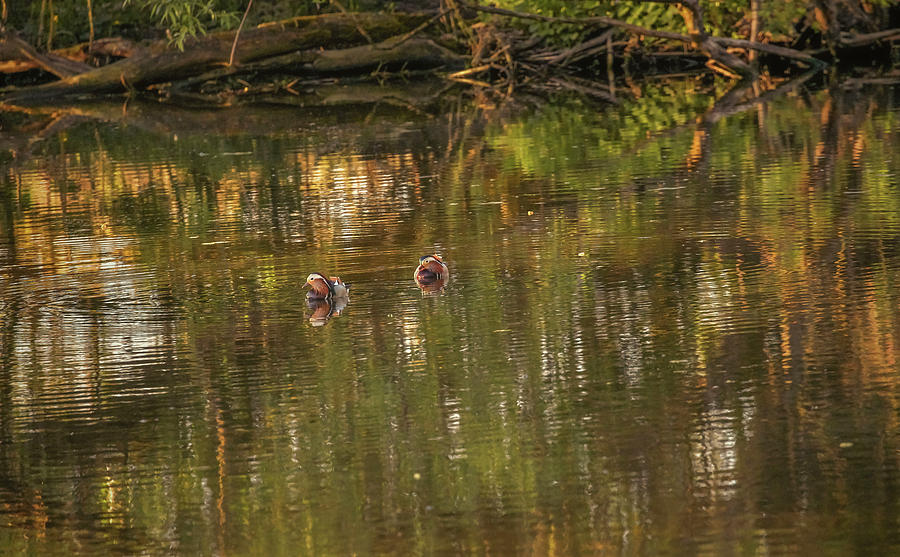 Mandarin ducks #g3 Photograph by Leif Sohlman