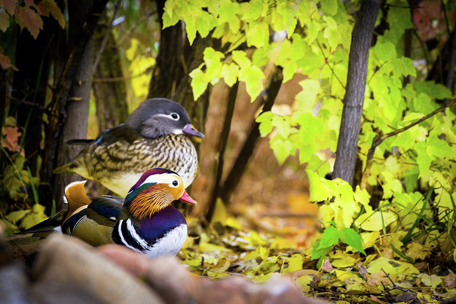 Mandarin Ducks in Autumn Photograph by TL Mair