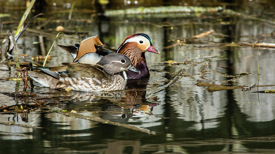 Mandarin Ducks the couple Photograph by Torbjorn Swenelius