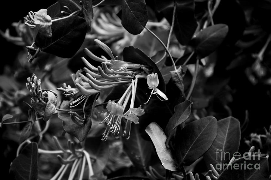 Mandarin Honeysuckle Vine 2 Black and White Photograph by Marina McLain