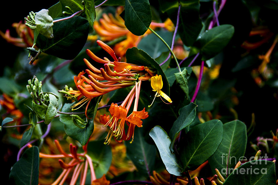 Mandarin Honeysuckle Vine 2 Photograph by Marina McLain