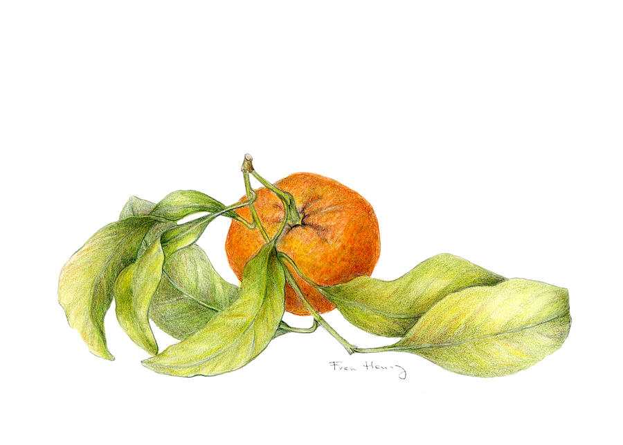 Mandarin Orange Drawing by Fran Henig