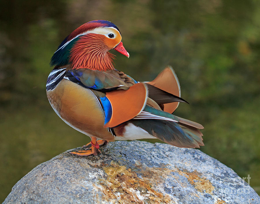 Mandarin Photograph by Robert Pilkington