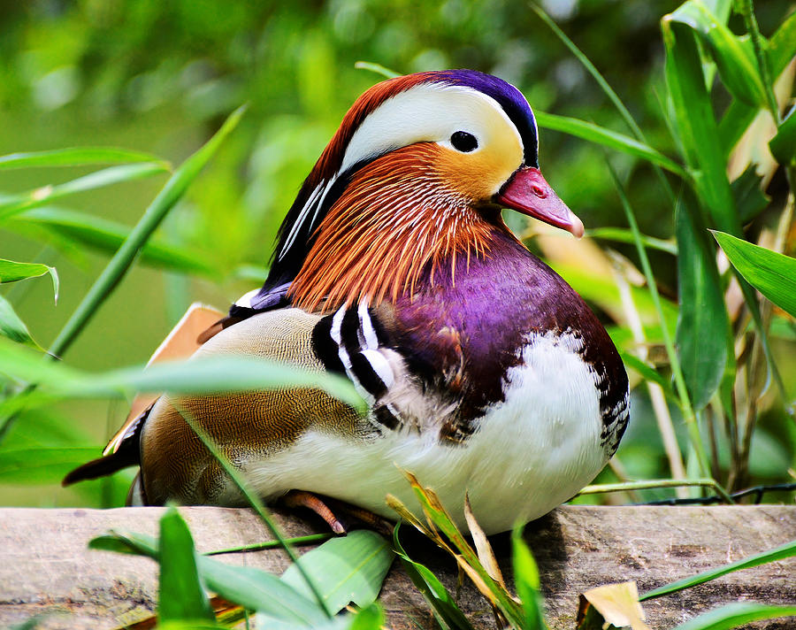 Mandarin duck #2 Photograph by Bill Hosford