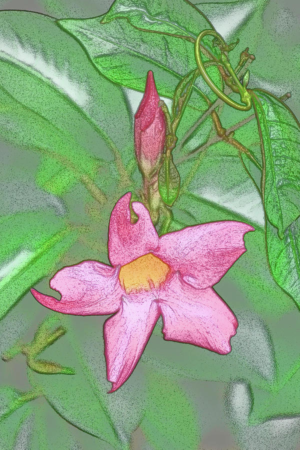 Mandevilla Photograph by Jerry Griffin