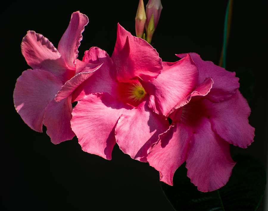 Flower Photograph - Mandevilla by Zina Stromberg