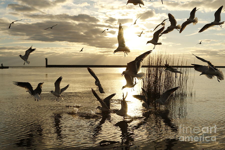 Mandeville Lakefront Seagulls Photograph by Luana K Perez