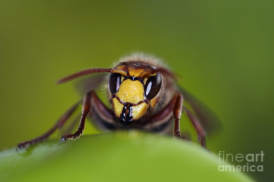 Insects Photograph - Mandibles Of Giant Hornet by Michal Boubin