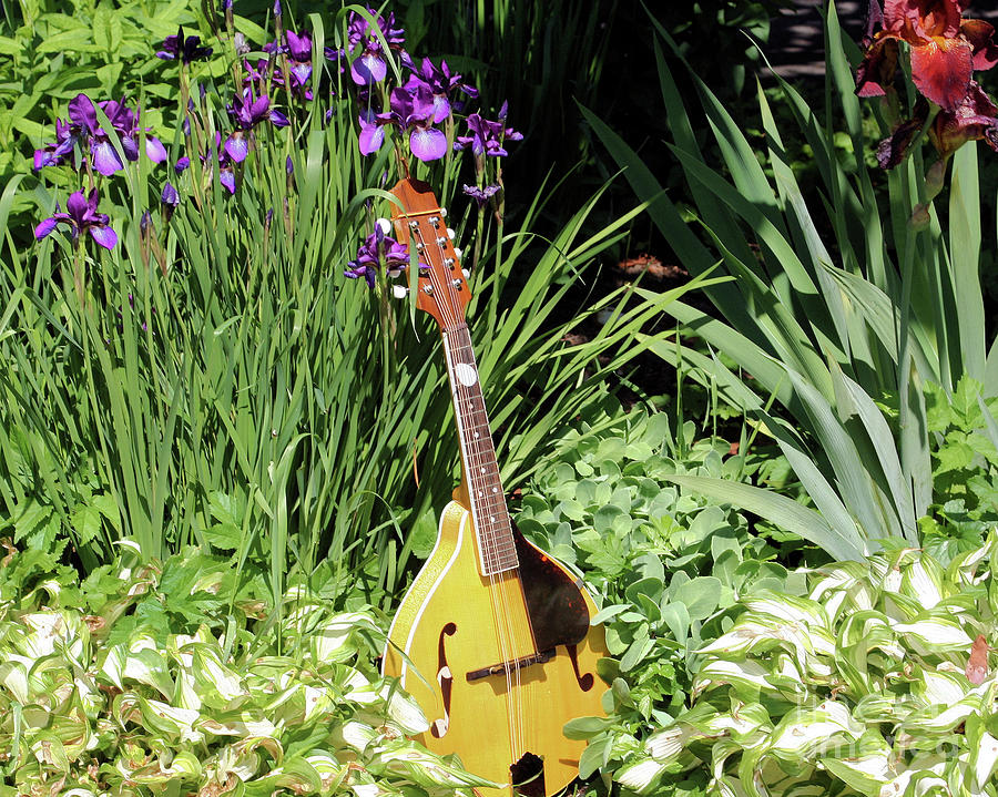 Mandolin And Irises Photograph by Smilin Eyes Treasures
