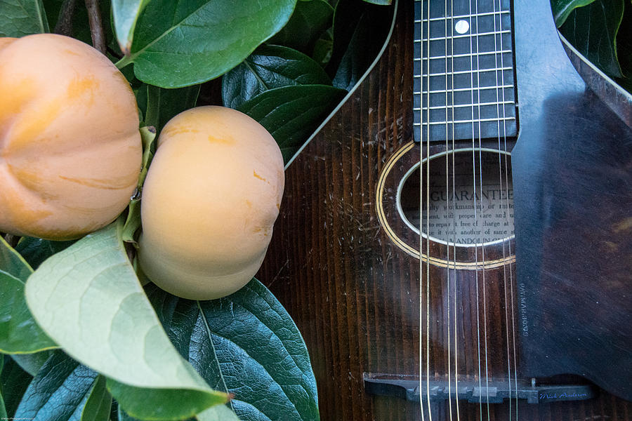 Mandolin and Persimmon Photograph by Mick Anderson