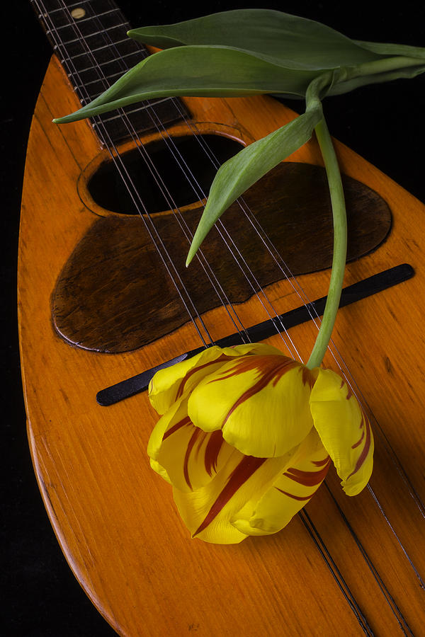 Mandolin With Red And Yellow Tulip Photograph by Garry Gay
