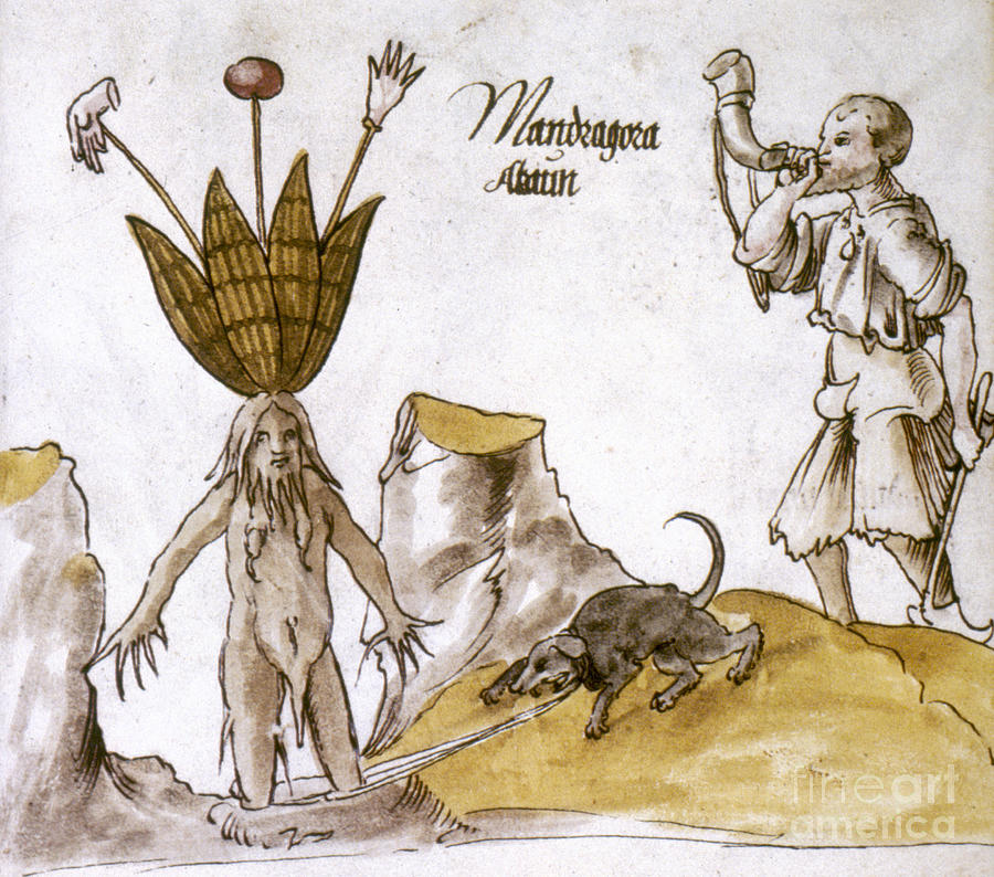 Mandrake And Herbalist Drawing by Granger