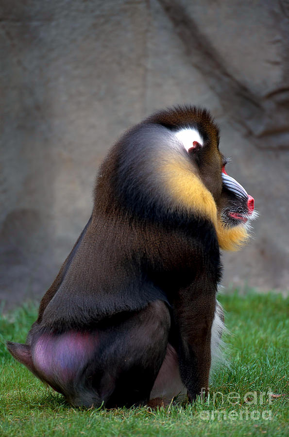 Mandrill Photograph by Art Wolfe