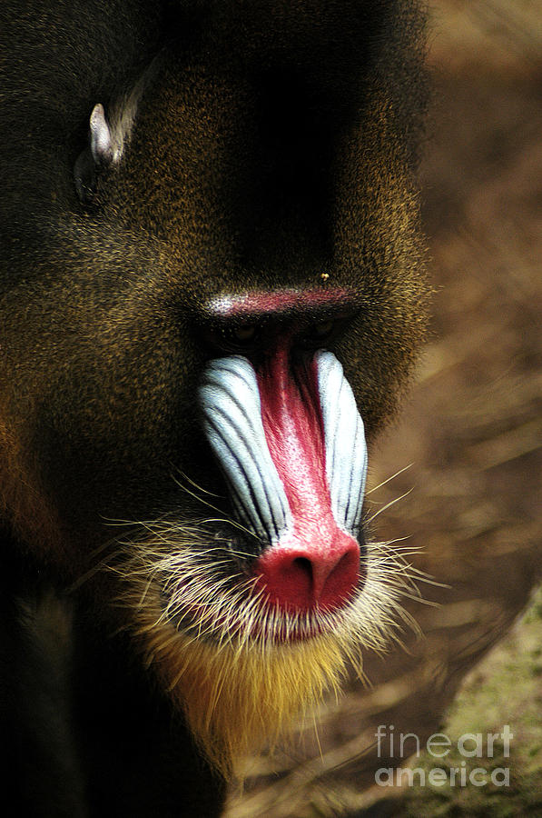 Mandrill Baboon Digital Art By Sobano S