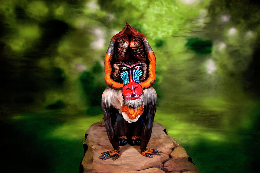 Nature Photograph - Mandrill Bodypainting Illusion by Johannes Stoetter