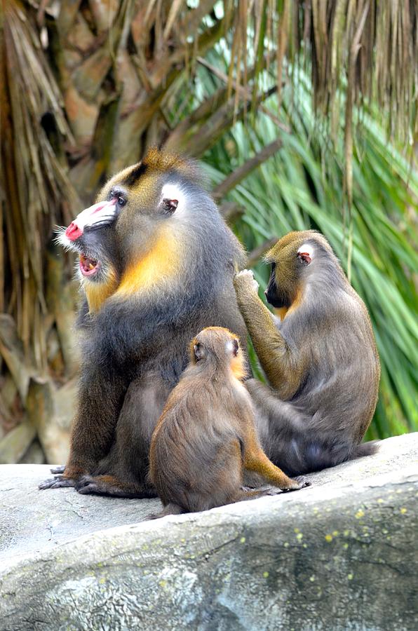 Mandrill Family Photograph by Richard Bryce and Family