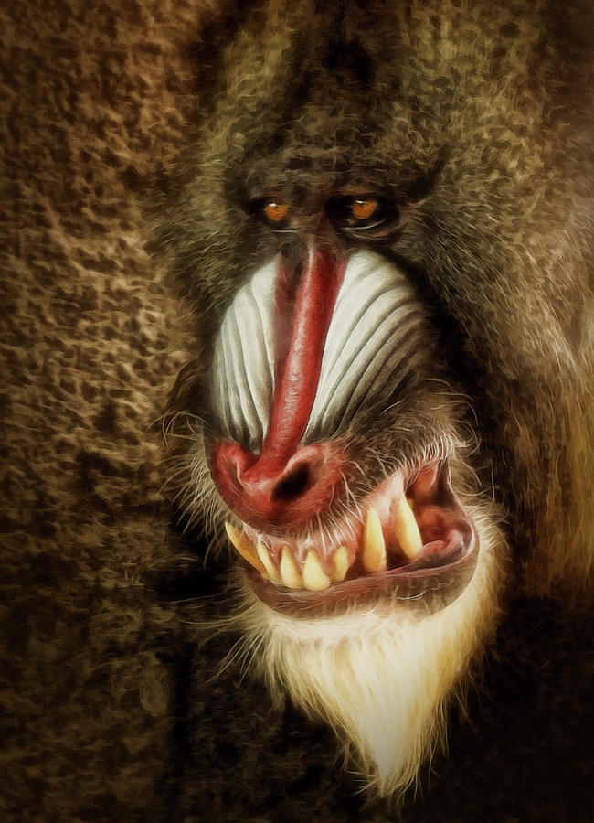 Mandrill - Hope Thats a Smile Photograph by Mitch Spence