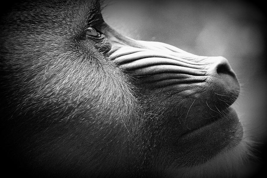 Mandrill in Deep Thought by Jake Danishevsky Mandrill in Deep Thought by Jake Danishevsky