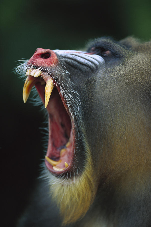 Mandrill Mandrillus Sphinx Adult Male Photograph by Cyril Ruoso