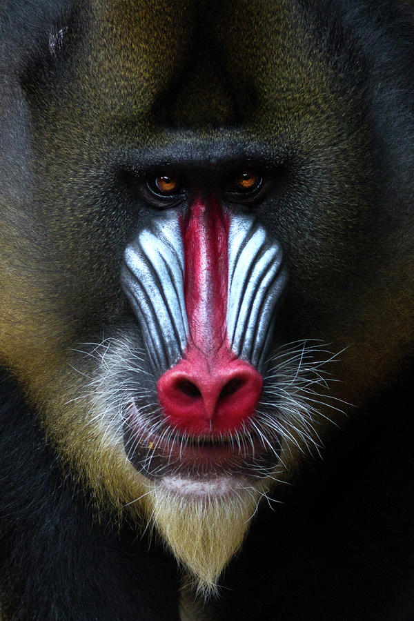 Mandrill Portrait Photograph by Janet Chung - Fine Art America