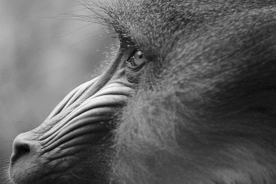 Mandrill Posing for the portrait by Jake Danishevsky Mandrill Posing for the portrait by Jake Danishevsky