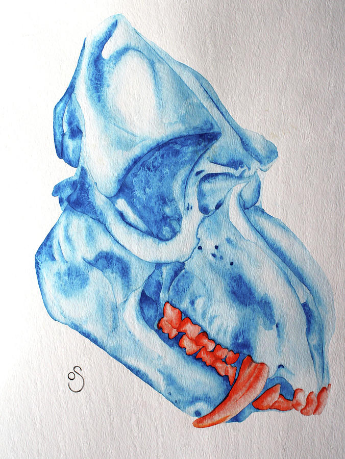 Animal Painting - Mandrill Skull by Olivia Schiermeyer