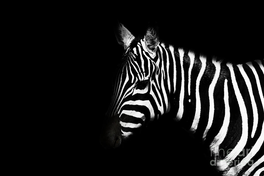 Mane less Zebra Photograph by Roger Lighterness