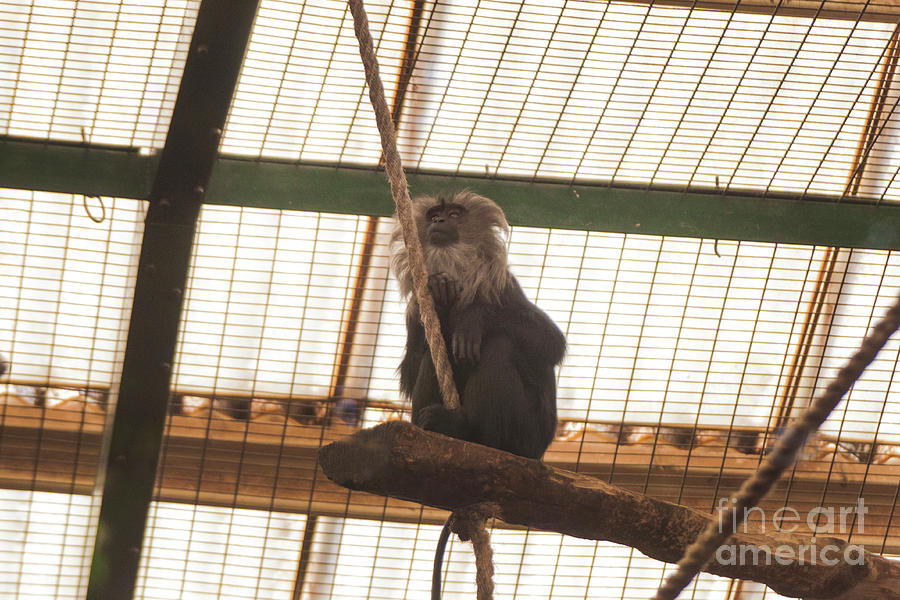 Maned Monkey - Looking Like Tarzan Photograph by Doc Braham