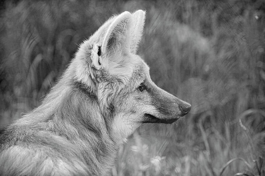 Maned Wolf Black and White Photograph by Steve McKinzie