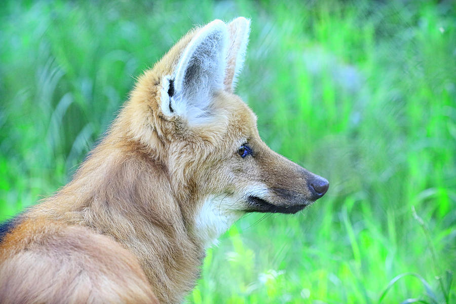 Maned Wolf Photograph by Steve McKinzie