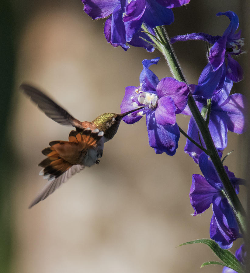 Maneuvering Around the Delphinium Photograph by Angie Vogel